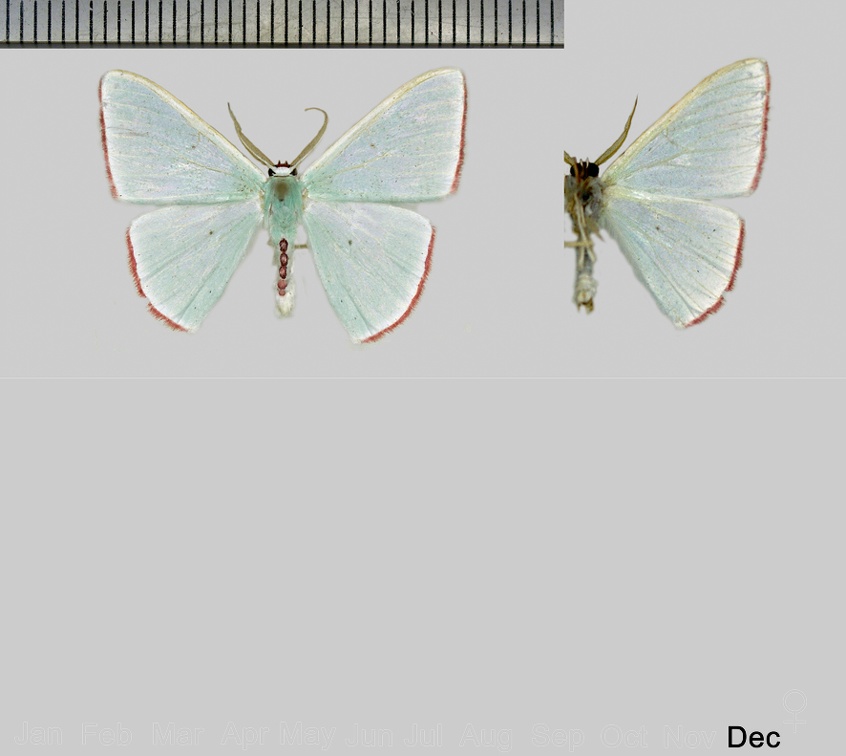 Oospila ciliaria (Hübner, 1823)