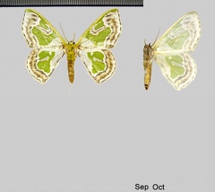 Oospila obeliscata (Warren, 1906)