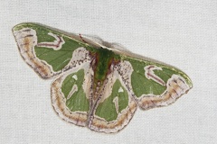 Oospila obeliscata (Warren, 1906)