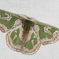 Oospila obeliscata (Warren, 1906)