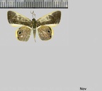 Opisthoxia corinnaria (Guenee, 1858)