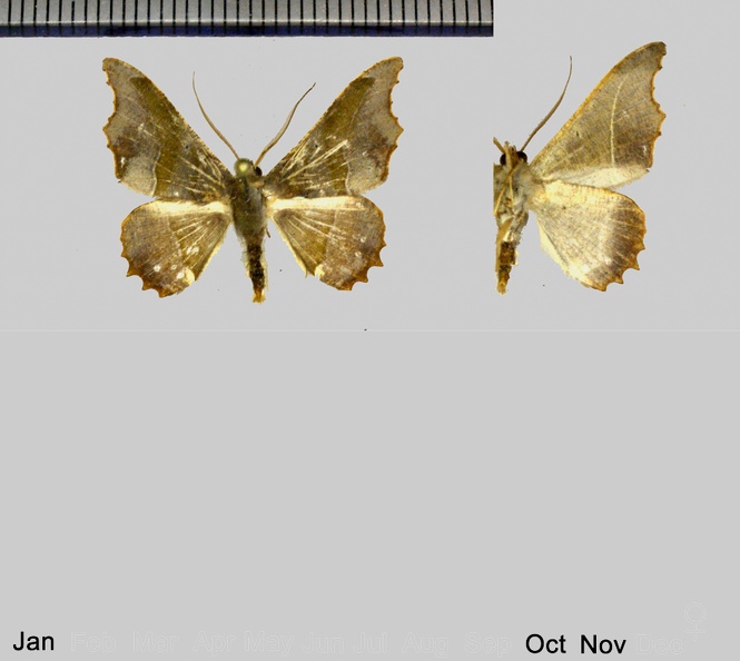 Patalene aenetusaria (Walker, 1860)