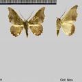 Patalene aenetusaria (Walker, 1860)