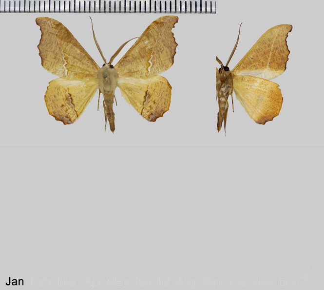 Patalene asychisaria (Walker, 1860).jpg