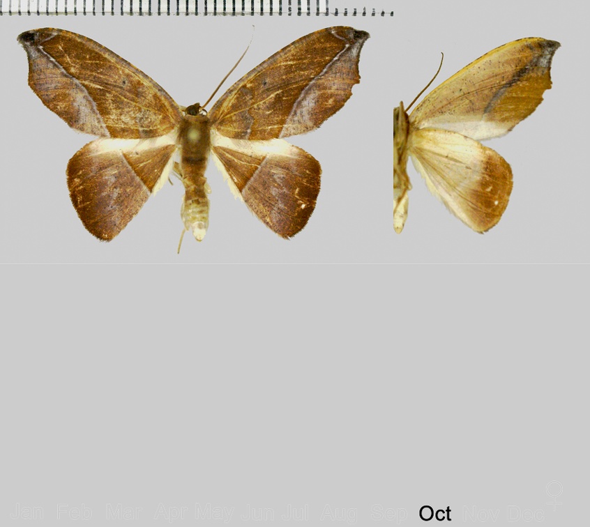 Patalene virgultaria (Felder &amp; Rogenhofer, 1875)