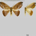 Patalene virgultaria (Felder &amp; Rogenhofer, 1875)