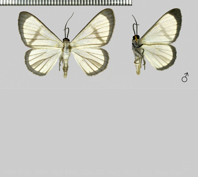 Perigramma celerenaria (Walker, [1865])-1