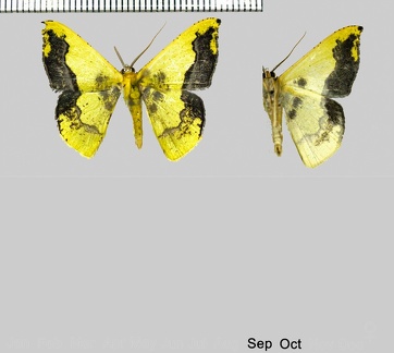 Phrudocentra janeira janeira (Schaus, 1897)