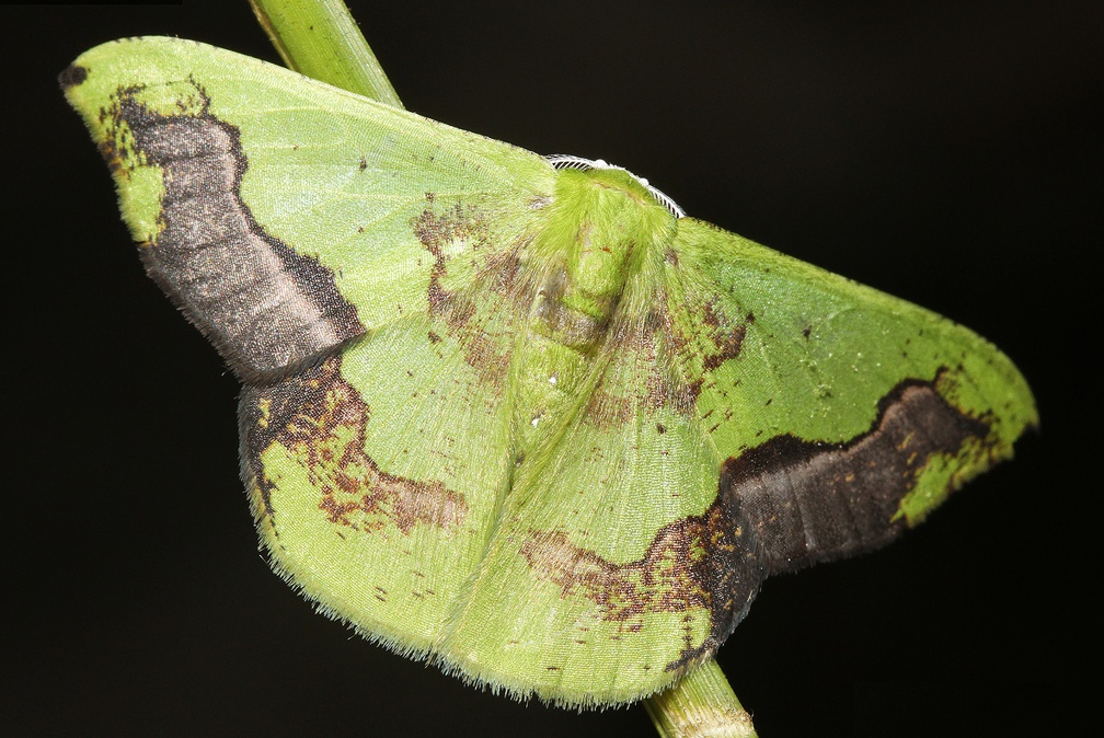 Phrudocentra janeira janeira (Schaus, 1897)-4447D