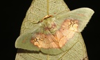 Pyrochlora rhanis Cramer, 1777-4449D1