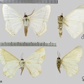 Sericoptera penicillata (Warren, 1894)