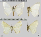 Sericoptera penicillata (Warren, 1894)