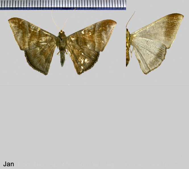 Sphacelodes vulneraria (Hübner, 1823).jpg