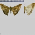 Sphacelodes vulneraria (Hübner, 1823)