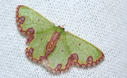 Synchlora gerularia Hübner, [1823]-4451D