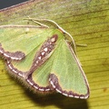 Synchlora tenuimargo lineimargo (Prout, 1932)-4452D