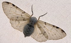Thyrinteina arnobia arnobia (Stoll, 1782)-4453D