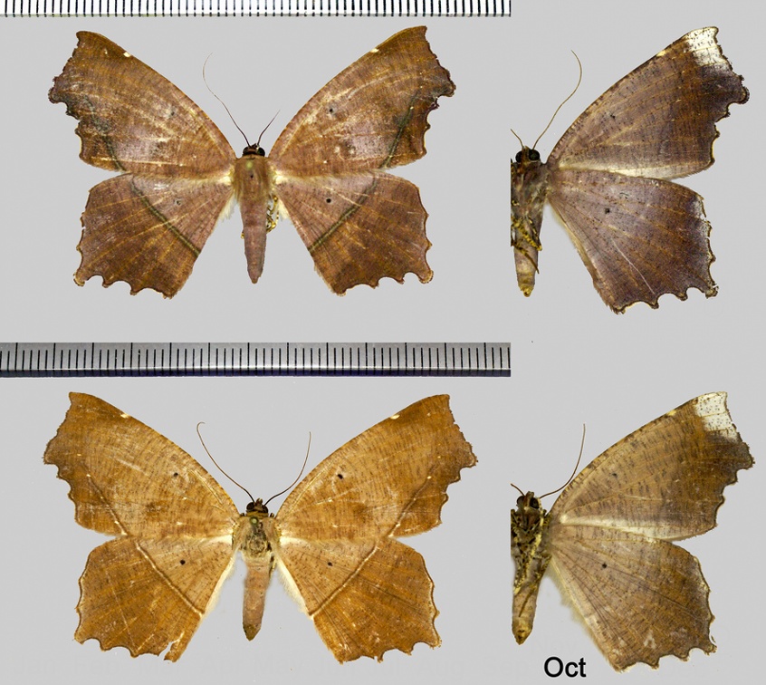 Trotopera maranharia (Felder &amp; Rogenhofer, 1875)