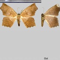 Trotopera maranharia (Felder & Rogenhofer, 1875)-1