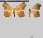 Trotopera maranharia (Felder &amp; Rogenhofer, 1875)-1
