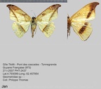 1 - Geometridae de Guyane à identifier ou en cours de description