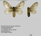 3021-Tolype rivulosa  (BR AM) ♀ ou complexe Titya nigra/guthagon/cinerascens