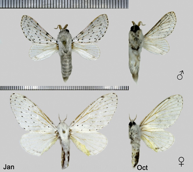 Artace cribaria (Ljungh, 1825)