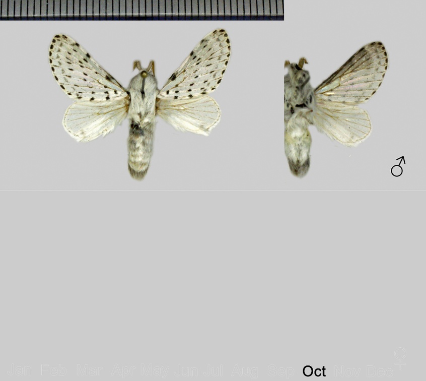 Artace cribaria (Ljungh, 1825)-1