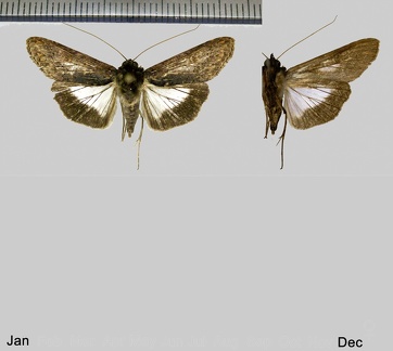 Nagara heterogramma (Hampson, 1912)