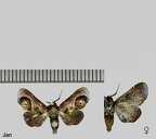Euteliidae