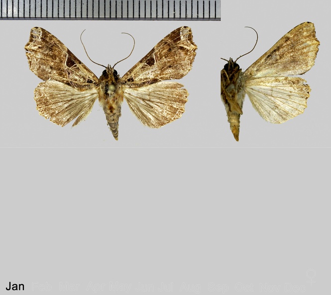 Callopistria floridensis (Guenée, 1852).jpg