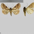 Callopistria floridensis (Guenée, 1852)