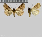 Callopistria floridensis (Guenée, 1852)