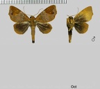 Closteromorpha reniplaga Felder, 1874