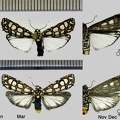 Cydosia nobilitella (Cramer, 1779)