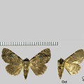 Drobeta onerosa (Schaus, 1914)