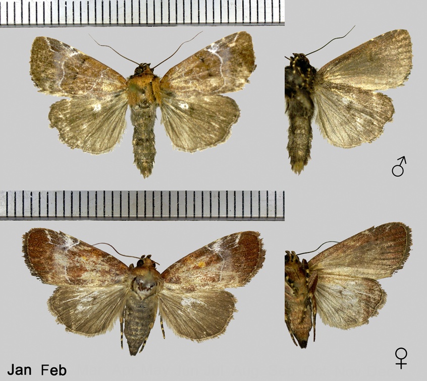 Hampsonodes pygmaea (Hampson, 1914)