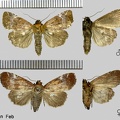 Hampsonodes pygmaea (Hampson, 1914)