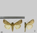 Leucania senescens