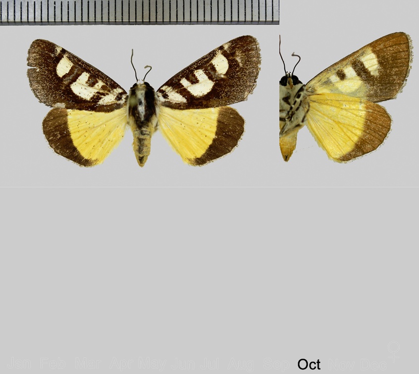 Neotuerta lycaon (Druce, 1897)