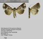 1-Noctuidae de Guyane à identifier ou en cours de description