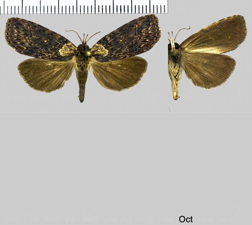 Iscadia phaeoptera Dognin, 1910