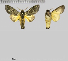 Amaricampa manana (Schaus, 1939)