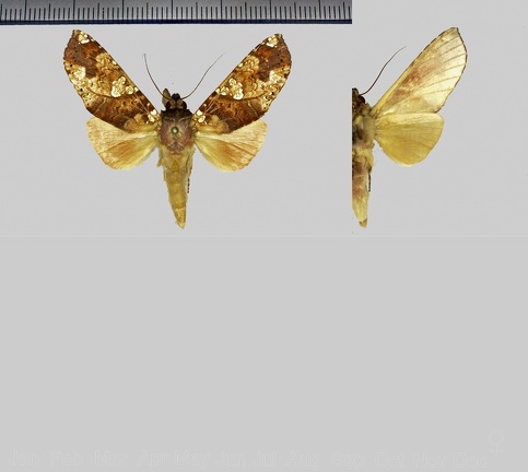 Chliara cresus (Cramer, 1777)-1