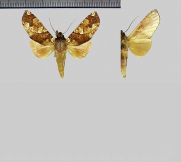 Chliara cresus (Cramer, 1777)-1