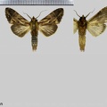 Dasylophia robusta Jones, 1908