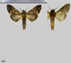 Dasylophia robusta Jones, 1908
