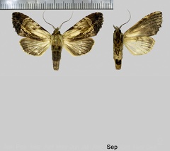 Dasylophia terrena Schaus, 1892