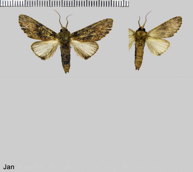 Dicentria limosoides Schaus, 1911.jpg