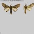 Dicentria limosoides Schaus, 1911
